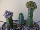 Grup de 3 cactusi