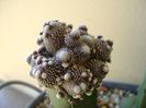 Blossfeldia liliputana (altoita)