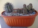 Grup de 2 Copiapoa