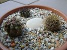 Grup de 3 Neoporteria (Eriosyce)
