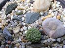 Grup de 3 cactusi