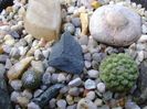 Grup de 3 cactusi