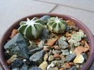Aztekium hintonii, San Jose del Rio Galeana, Mx (2 ex.)
