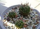Grup de 3 Echinofossulocactus (Stenocactus)