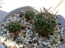 Grup de 3 Echinofossulocactus (Stenocactus)