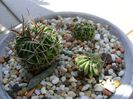 Grup de 3 Echinofossulocactus (Stenocactus)