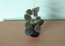 Episcia Tiger Stripe (15)