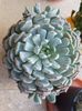 Echeveria cuspidata Zaragoza