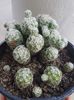 Mammillaria gracilis