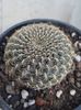 Rebutia arenacea