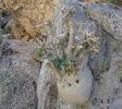 Dorstenia gigas, Socotra, Yemen