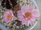 Gymnocalycium friedrichii