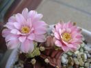 Gymnocalycium friedrichii