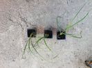 Pennisetum alopecuroidesla,