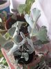 Cotyledon undulata