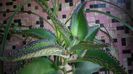 Kalanchoe(bryophyllum) daigremontiana