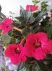 Summer Flame