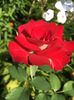 A9956195-9D3F-485E-B040-3BEAC8413AA3