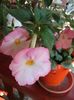Vie en rose