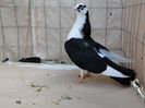 F 2018_06951