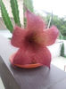 Stapelia grandiflora - 20 lei