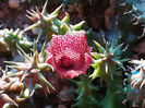 Huernia whitesloanea - 30 lei