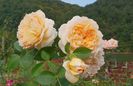 Bathsheba (urcator) 70
