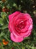 A5953077-9E9B-4277-B7EF-CB3949962BAF