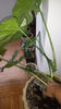 Vandut butas monstera deliciosa variegata 300 ron