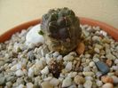 Gymnocalycium andreae