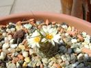 Turbinicarpus krainzianus v. lausseri