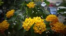 Lantana camara