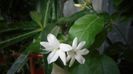 Jasmin sambac