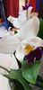 Cattleya alb+mov