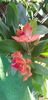 Cattleya portocalie
