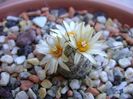 Turbinicarpus krainzianus v. lausseri