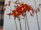 fff delicata