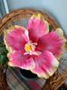 Moorea Imperial Blossom