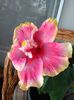 First bloom.