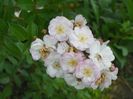 Perennial Blush