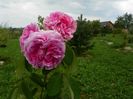 Compte de Chambord