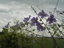 clematis Prince Charles