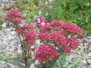 sedum Carl