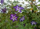 clematis Venosa Violacea