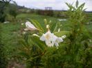 weigela candida