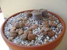 Lithops