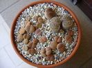 Lithops