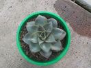 echeveria purpurosum