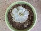 echeveria lilacina