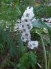 Nemțisor(Delphinium)